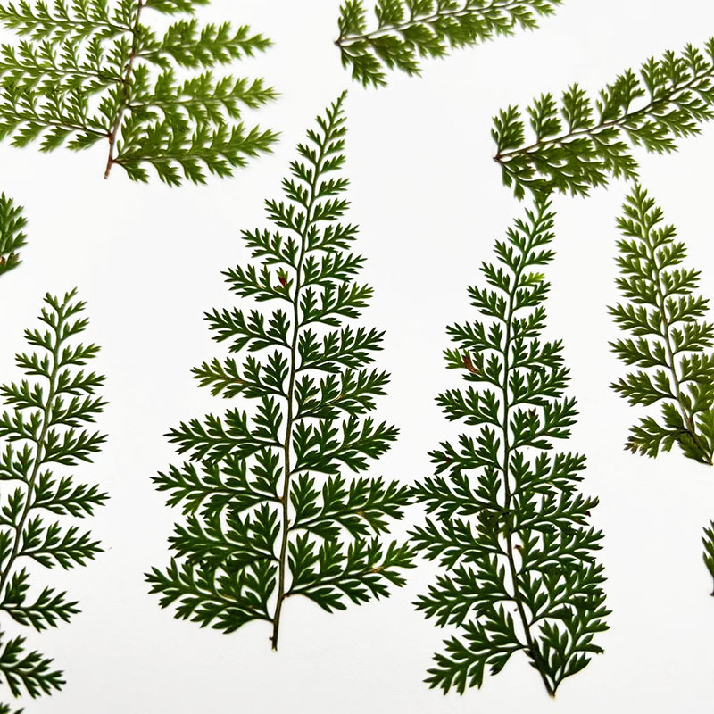 Resin Craft Ideas - 100 pièces de spécimens de feuilles